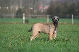 IRISH WOLFHOUND 256